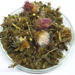 Scotch Thistle Herb | Organic | Onopordum Acanthium