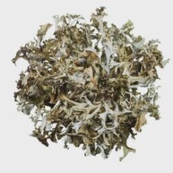 Iceland Moss | Icelandic Moss | Cetraria Islandica | Herbal Tea | Dried Herbs | Herbal Tea| Premium Quality