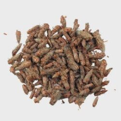 Pine Buds | Pinus spp. | Herbal Tea | Dried Herbs | Herbal Tea| Premium Quality