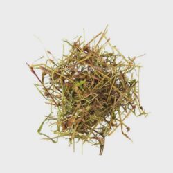 Water Pepper | Marshpepper Knotweed | Persicaria hydropiper | Dried Herbs | Herbal Tea| Premium Quality